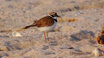 Halkalı küçük cılıbıt