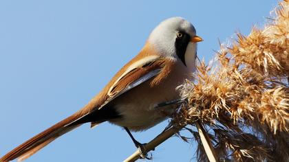 Bıyıklı baştankara