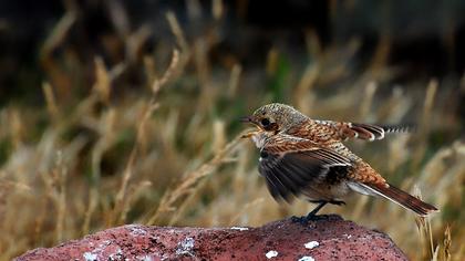 Kızılsırtlı örümcekkuşu