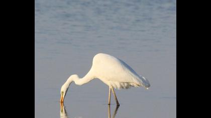 Büyük ak balıkçıl