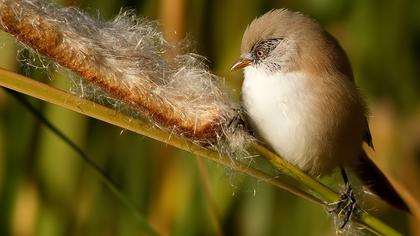 Bıyıklı baştankara