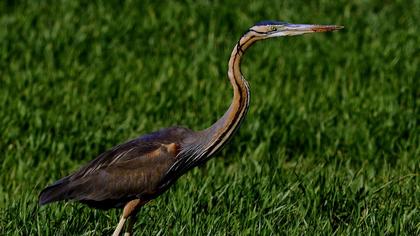 Erguvani balıkçıl