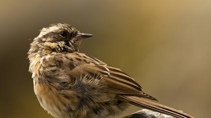 Sürmeli dağbülbülü