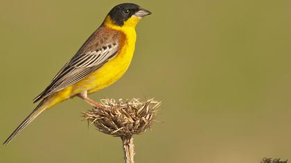 Karabaşlı kirazkuşu