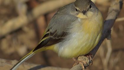 Dağ kuyruksallayanı
