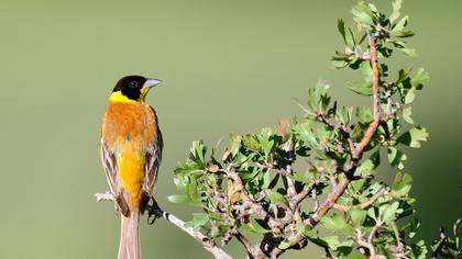 Karabaşlı kirazkuşu