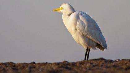 Sığır balıkçılı