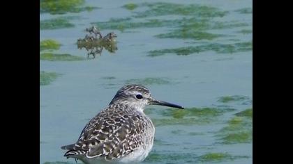 Orman düdükçünü