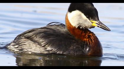 Kızılboyunlu batağan