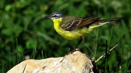 Sarı kuyruksallayan