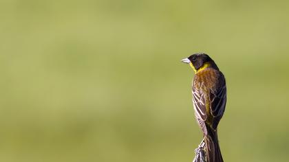 Karabaşlı kirazkuşu