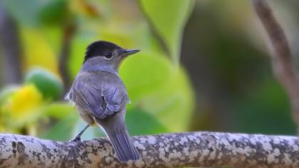 Karabaşlı ötleğen