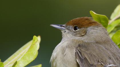 Karabaşlı ötleğen