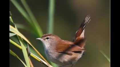 Kamışbülbülü