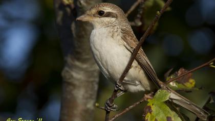 Kızılsırtlı örümcekkuşu
