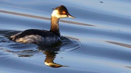 Karaboyunlu batağan