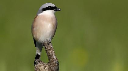 Kızılsırtlı örümcekkuşu