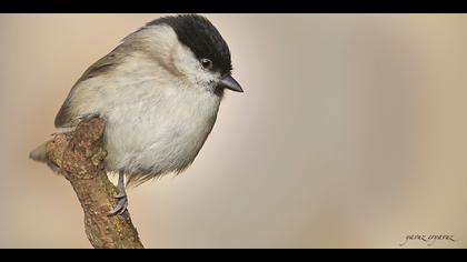 Kayın baştankarası