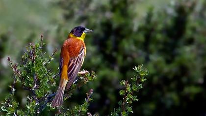 Karabaşlı kirazkuşu