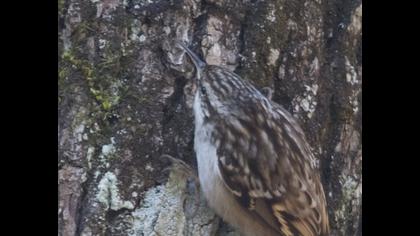 Bahçe tırmaşıkkuşu