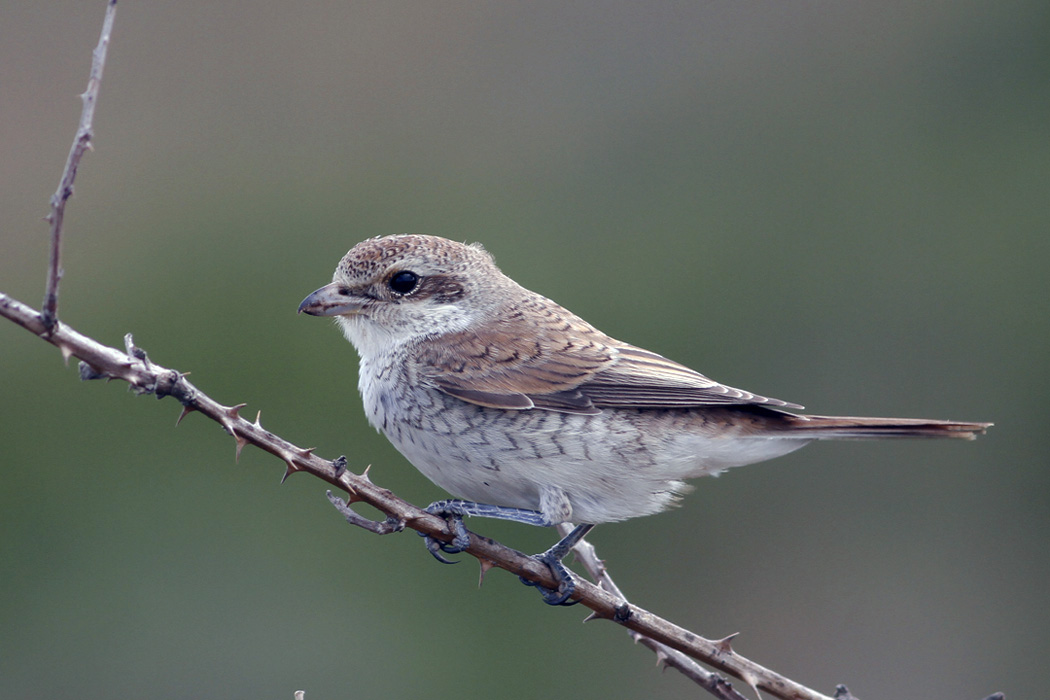 Kızılsırtlı örümcekkuşu