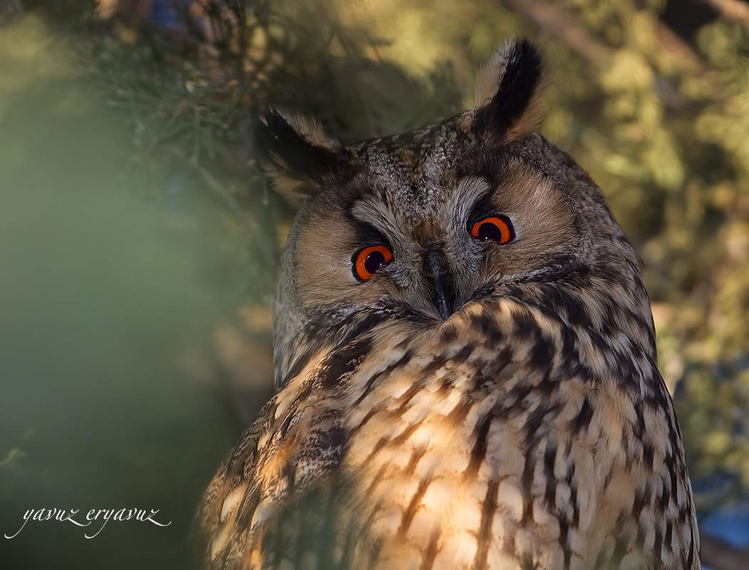 Kulaklı orman baykuşu