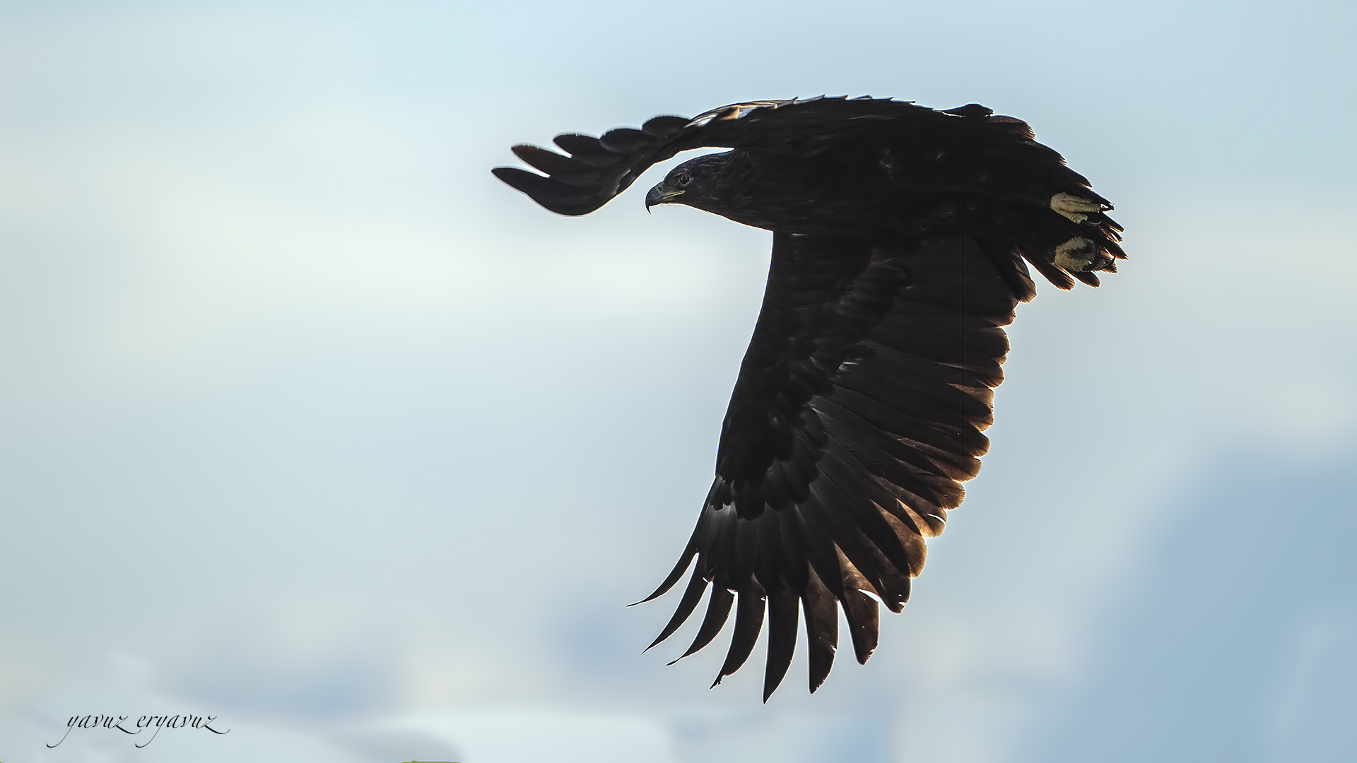 Büyük orman kartalı