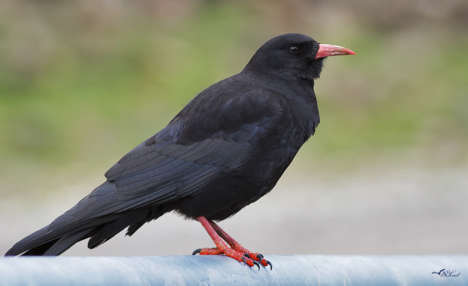 Kırmızıgagalı dağ kargası