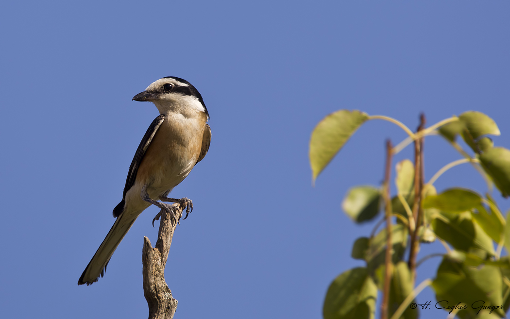 Maskeli örümcekkuşu