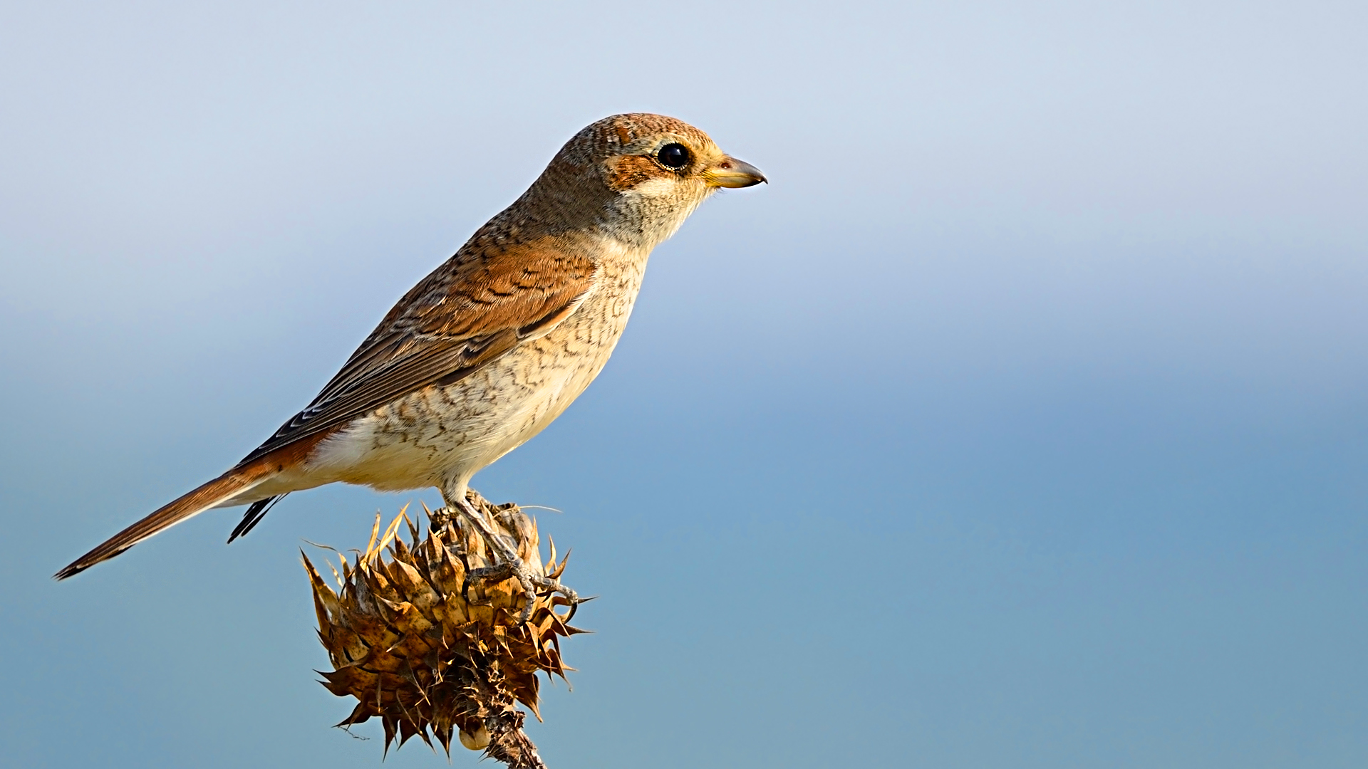 Kızılsırtlı örümcekkuşu