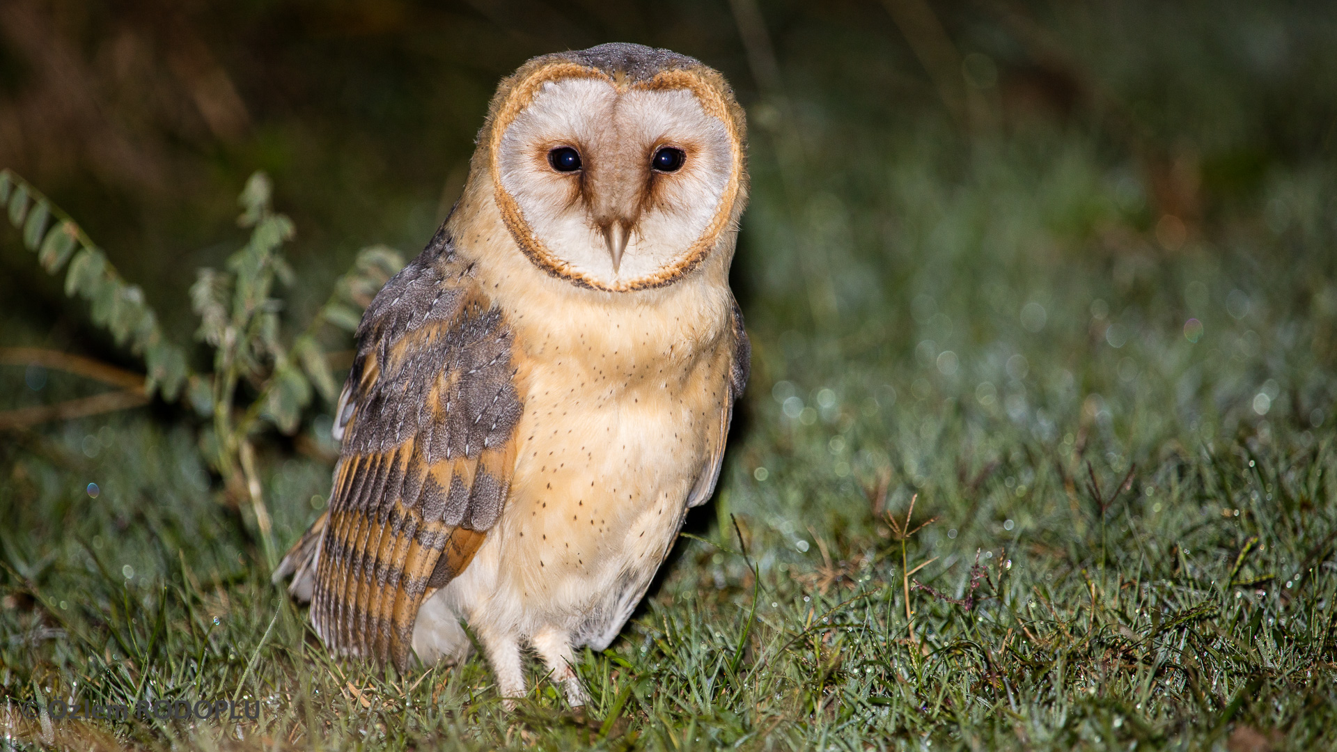 Peçeli baykuş » Western Barn Owl » Tyto alba
