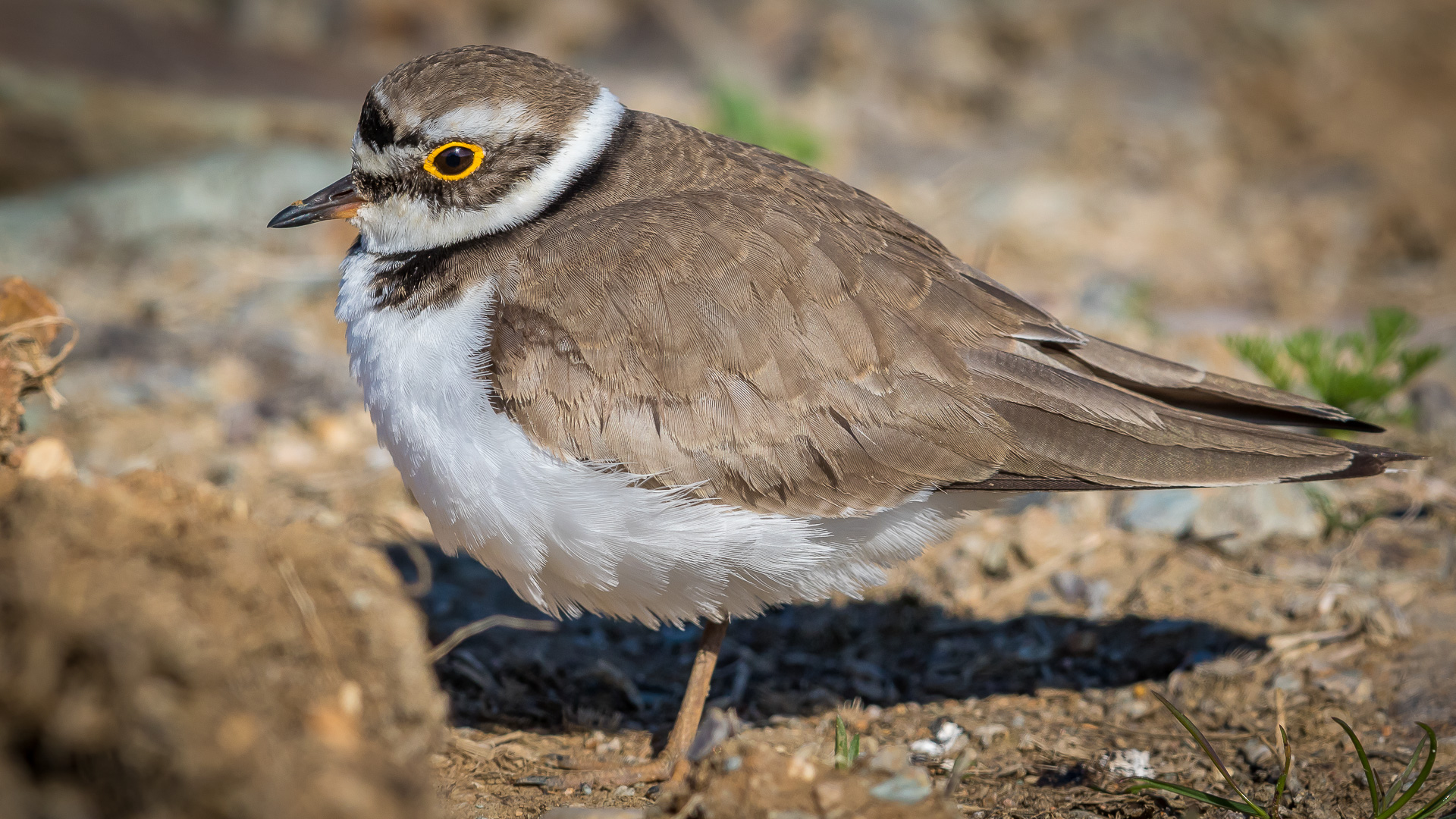 Halkalı küçük cılıbıt