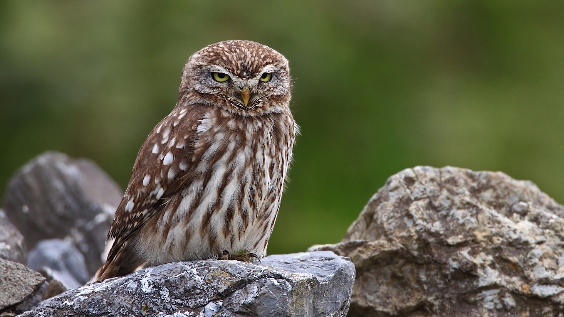 Kukumav » Little Owl » Athene noctua