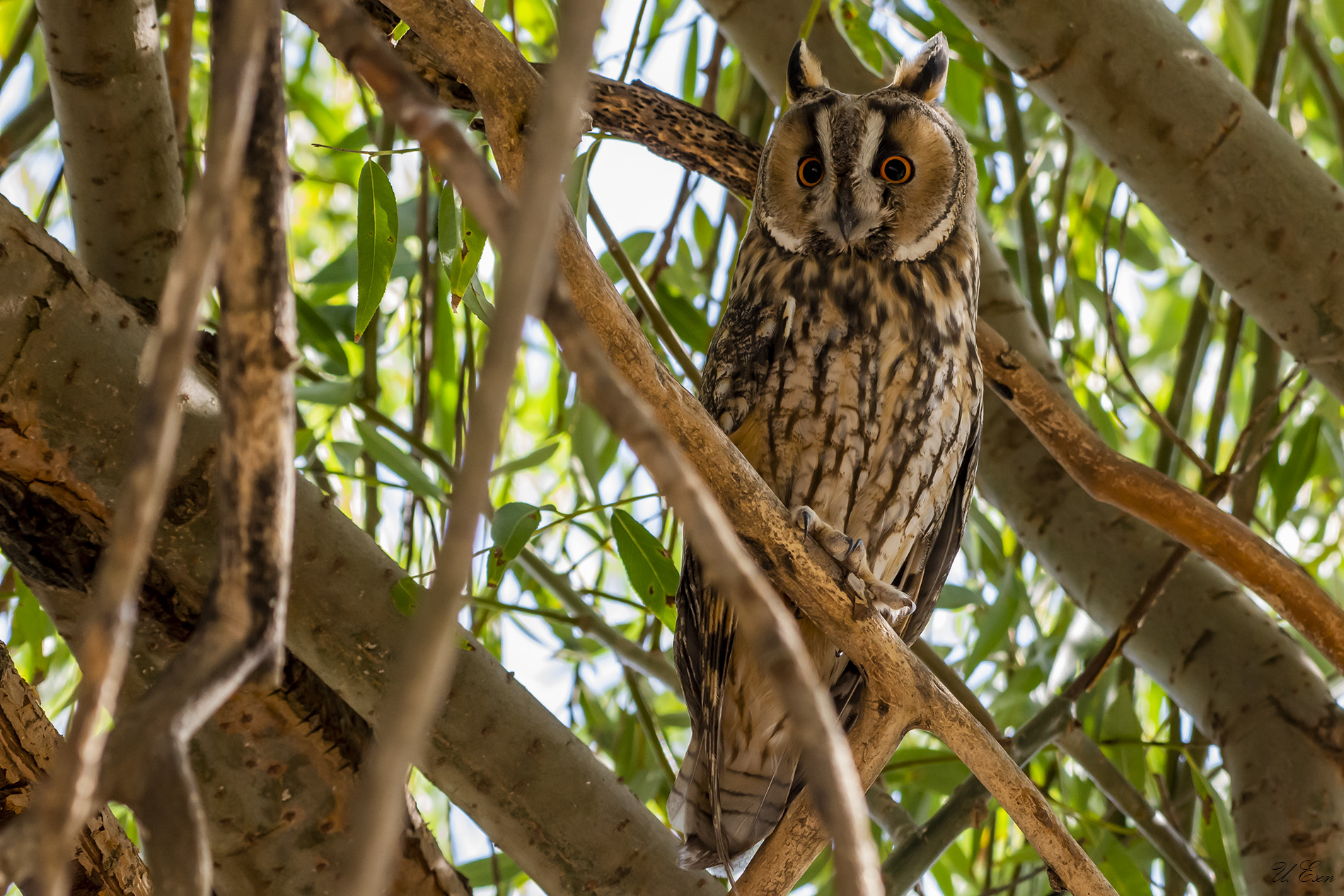 Kulaklı orman baykuşu