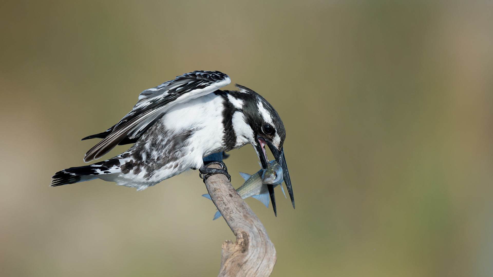 Alaca yalıçapkını
