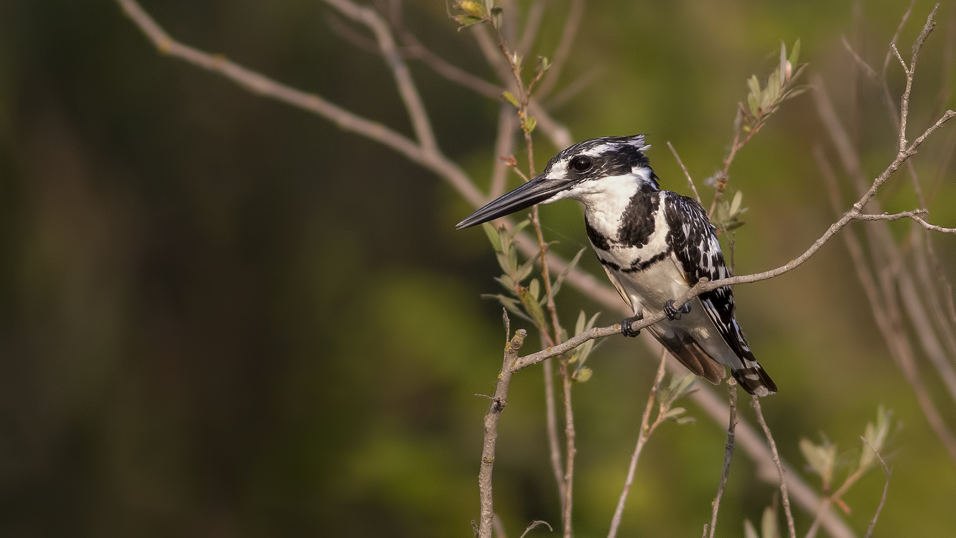 Alaca yalıçapkını