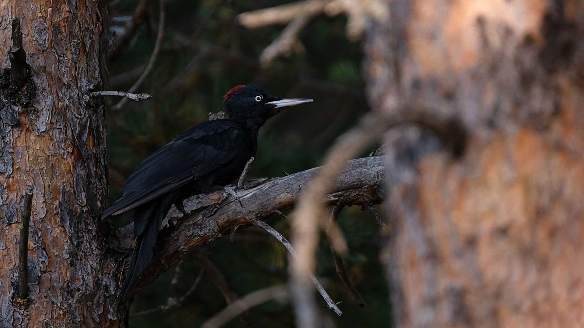 Kara ağaçkakan » Black Woodpecker » Dryocopus martius