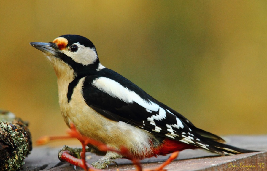 Orman alaca ağaçkakanı
