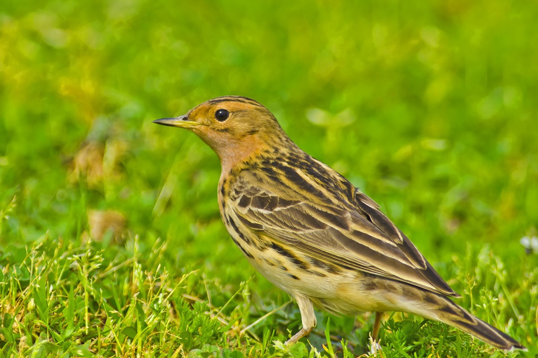 Kızılgerdanlı incirkuşu