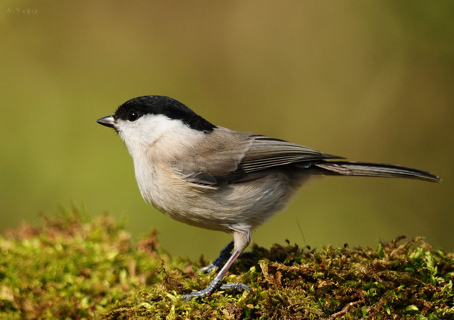 Kayın baştankarası