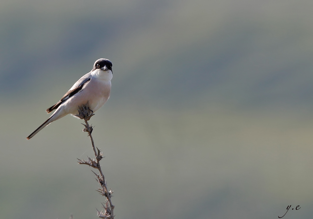 Karaalınlı örümcekkuşu