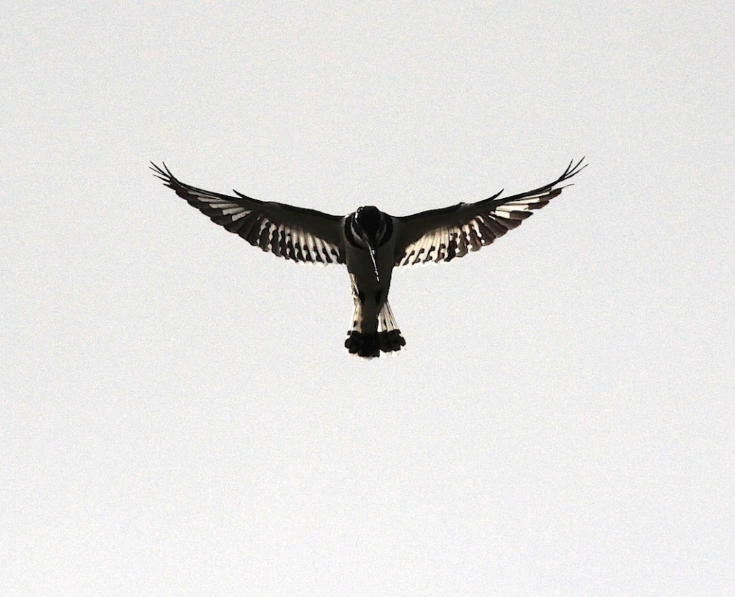 Alaca yalıçapkını