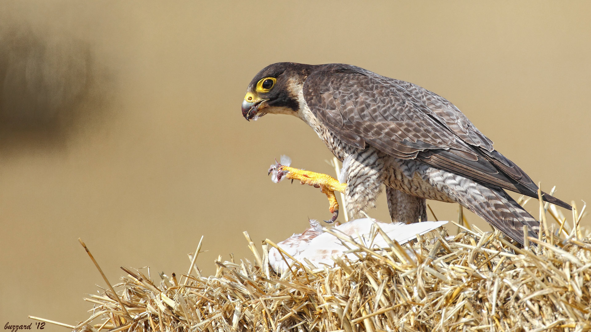 Gök doğan » Peregrine Falcon » Falco peregrinus