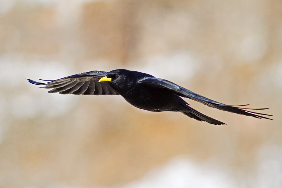 Sarıgagalı dağ kargası