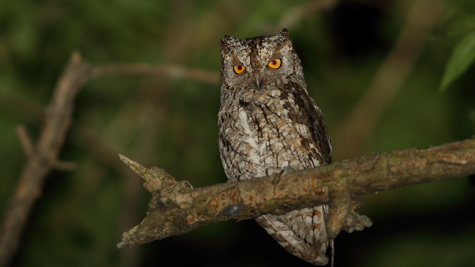 İshakkuşu » Eurasian Scops Owl » Otus scops