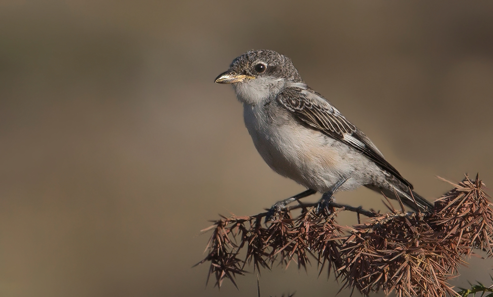 Maskeli örümcekkuşu