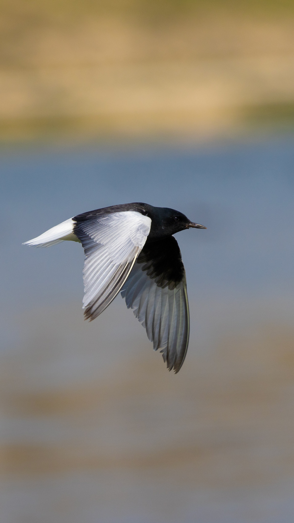 Ağaç kamışçını