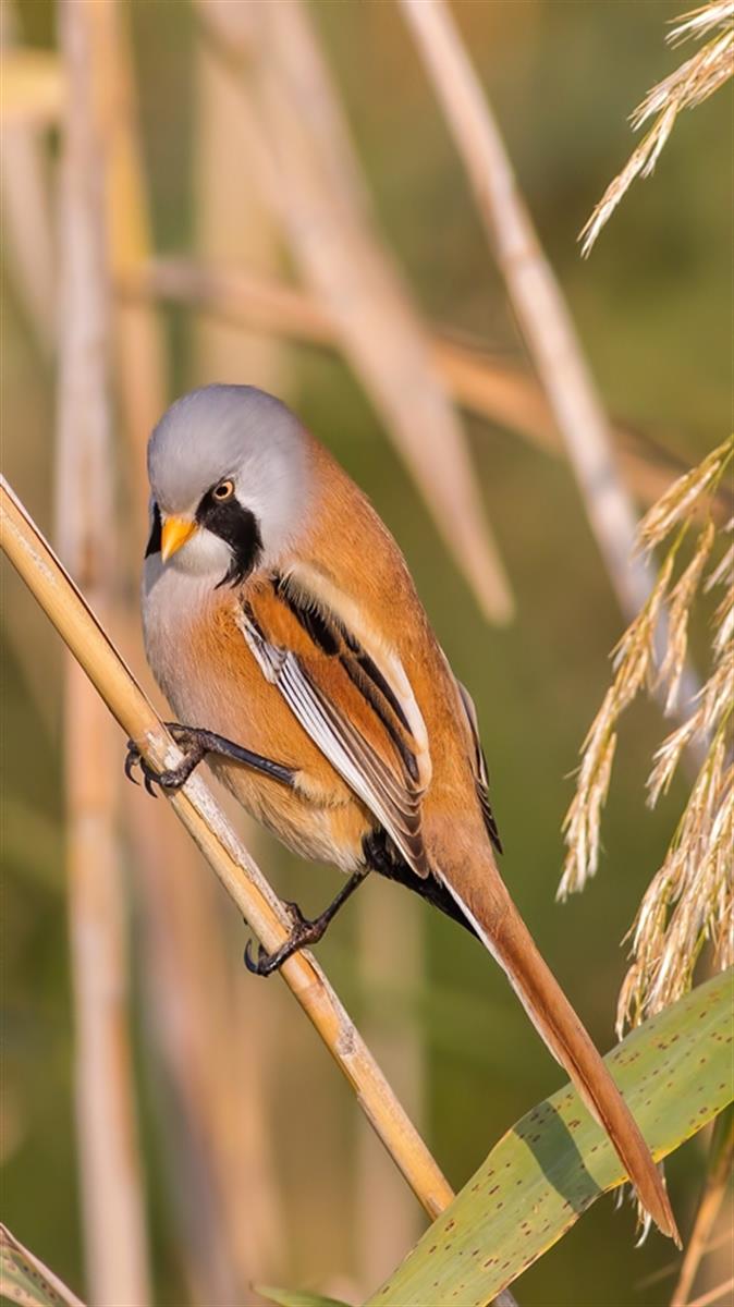Bıyıklı baştankara