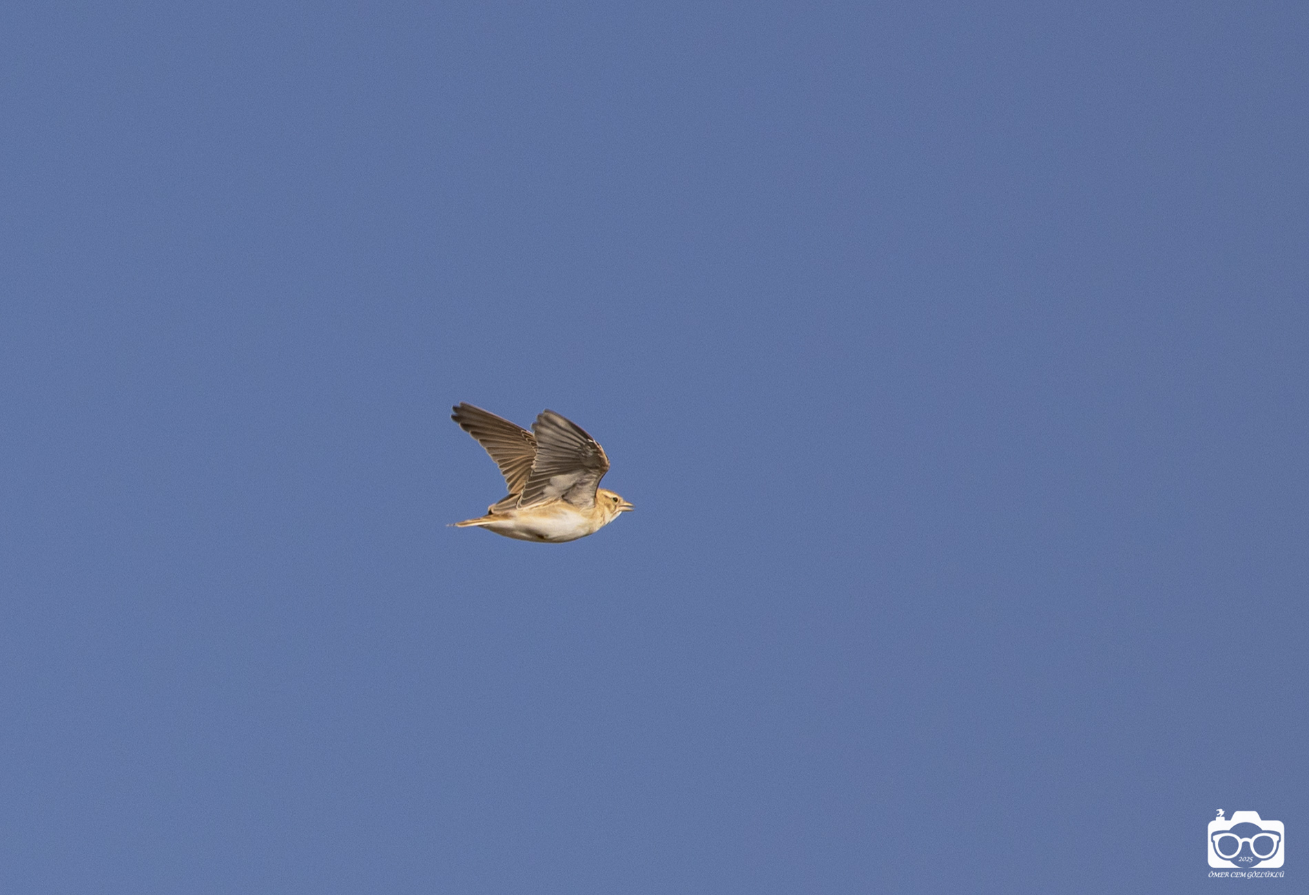 Akgerdanlı ötleğen