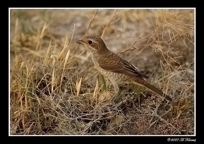 Kızılsırtlı örümcekkuşu